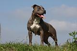 AMSTAFF ADULT 406